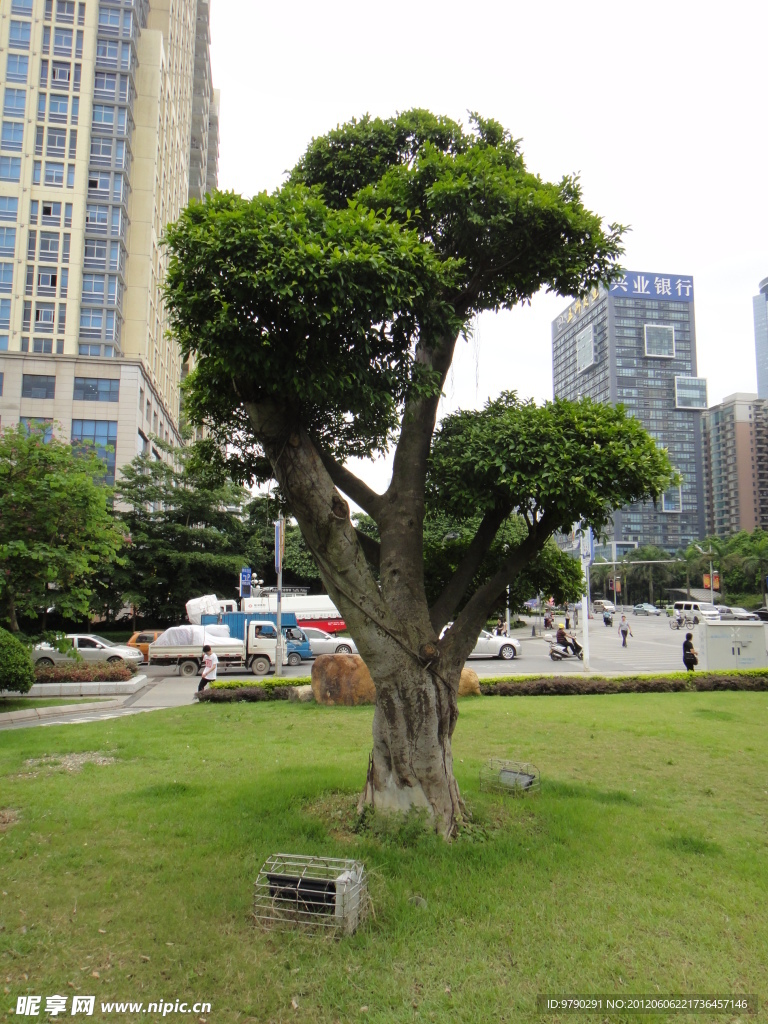 风景树