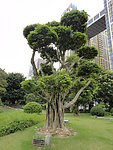 风景树