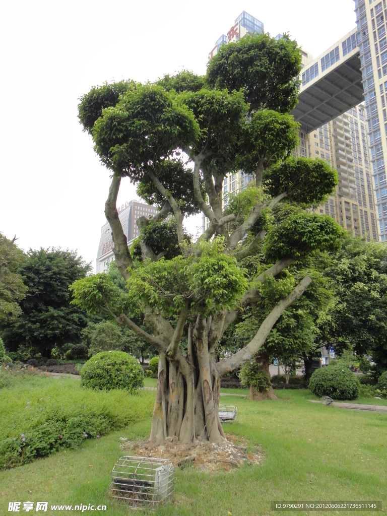 风景树