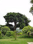 风景树