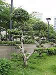 风景树