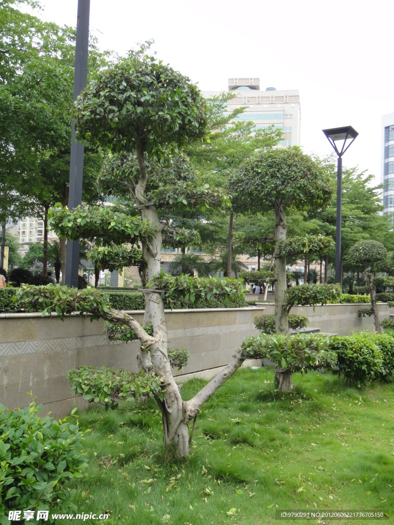 风景树