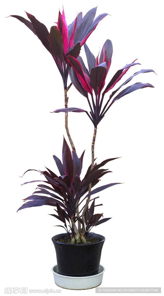 室内 盆栽 绿色植栽