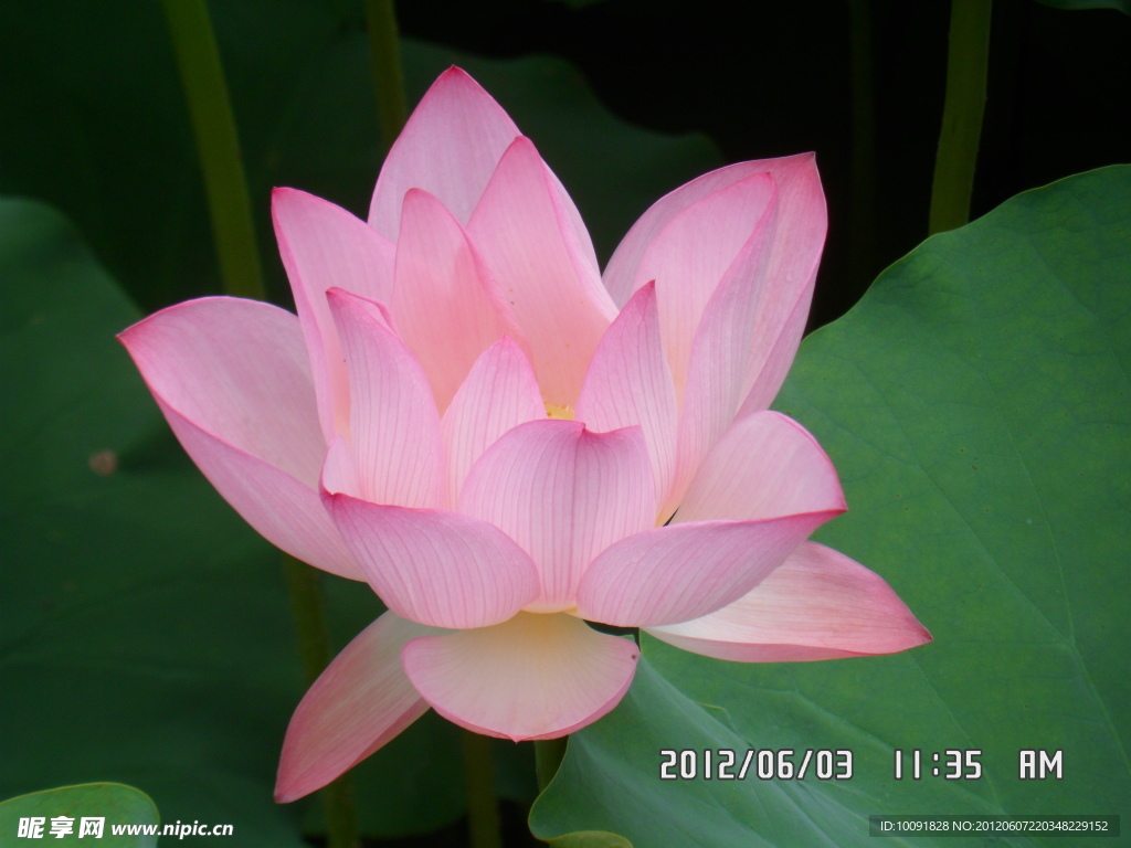 荷花