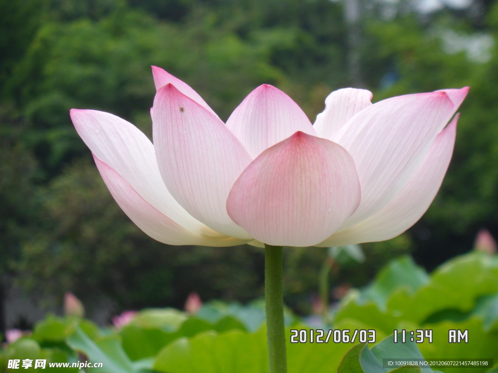 荷花