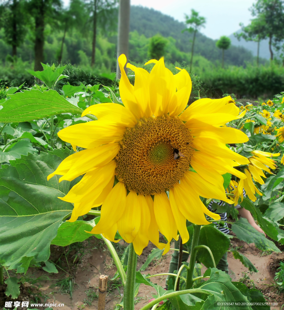 葵花 向日葵