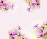 雏菊