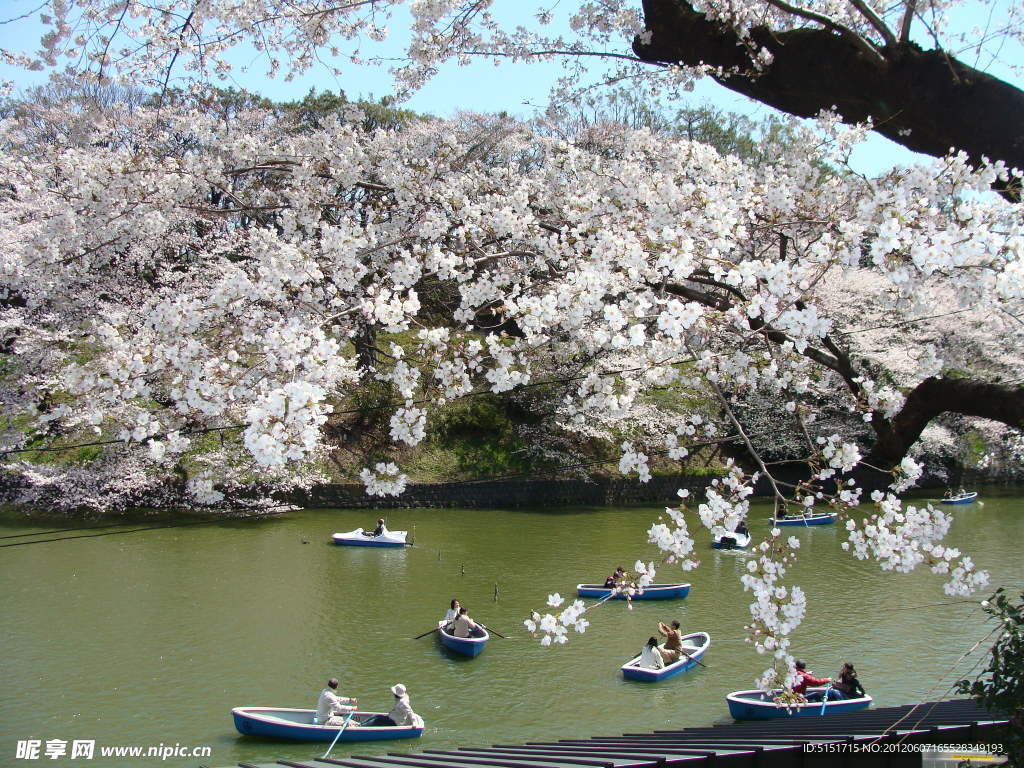 日本樱花