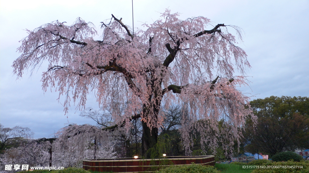 日本樱花