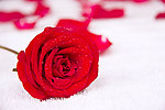 精致玫瑰花 rose