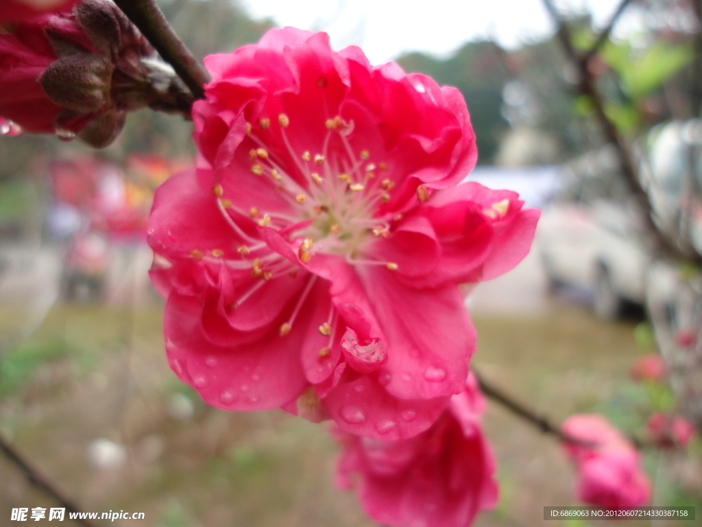 桃花