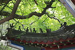 青檀寺绿意
