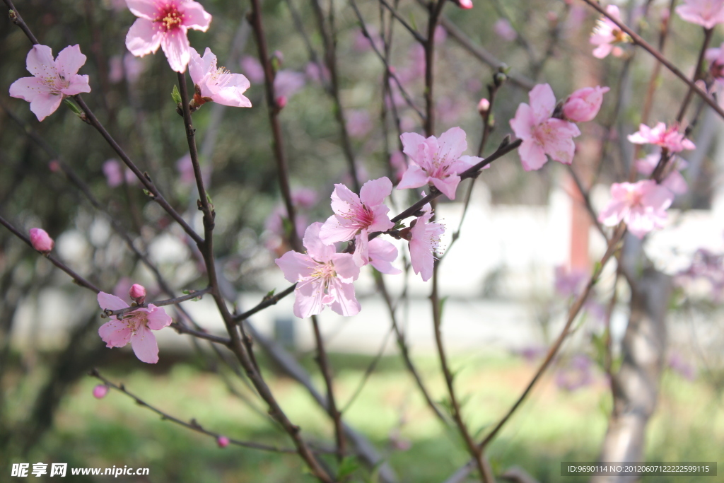 桃花
