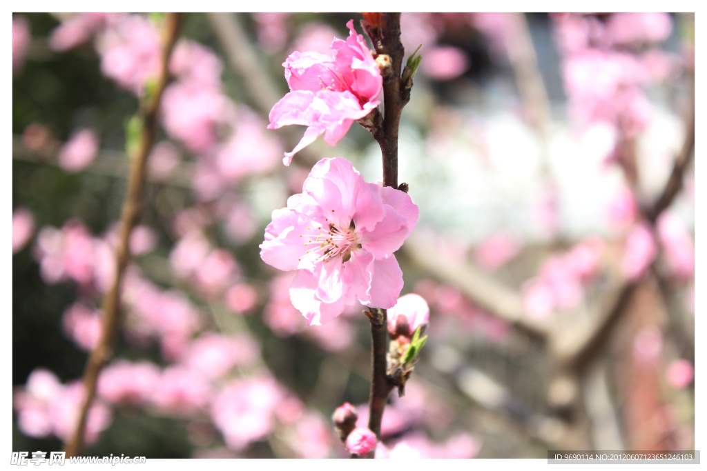 桃花