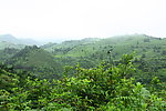 都匀茶园