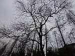 树枝