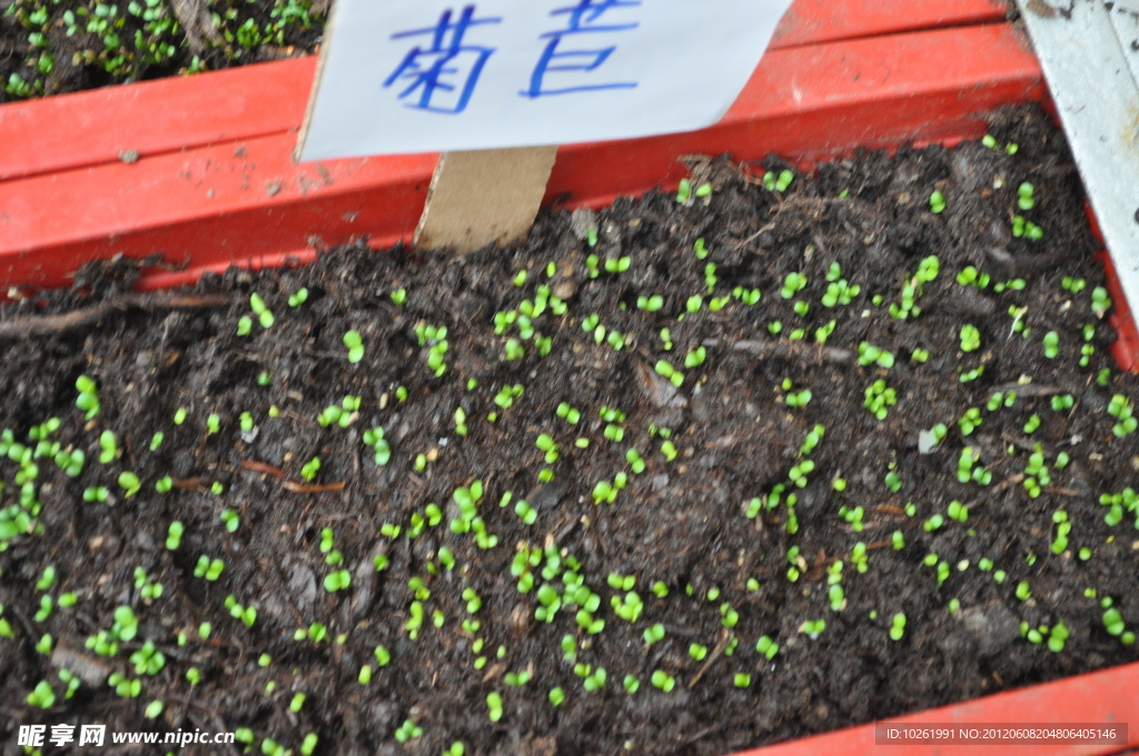 菊苣