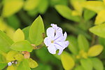 小喇叭花