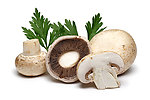 野生蘑菇 香菇