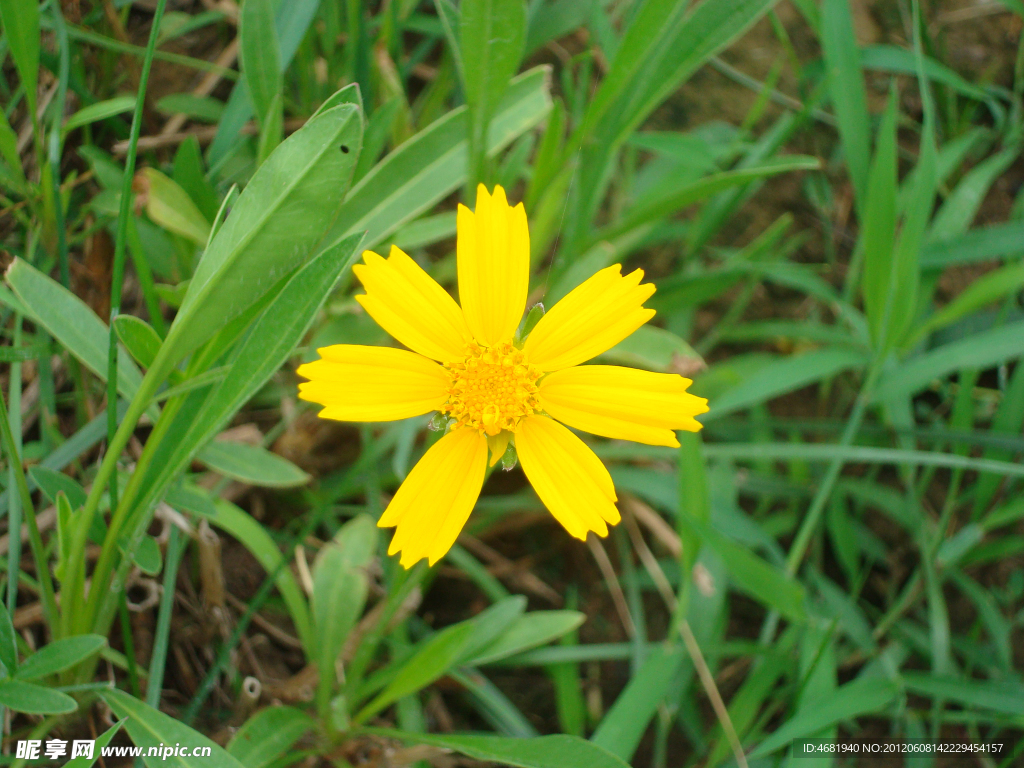 小雏菊