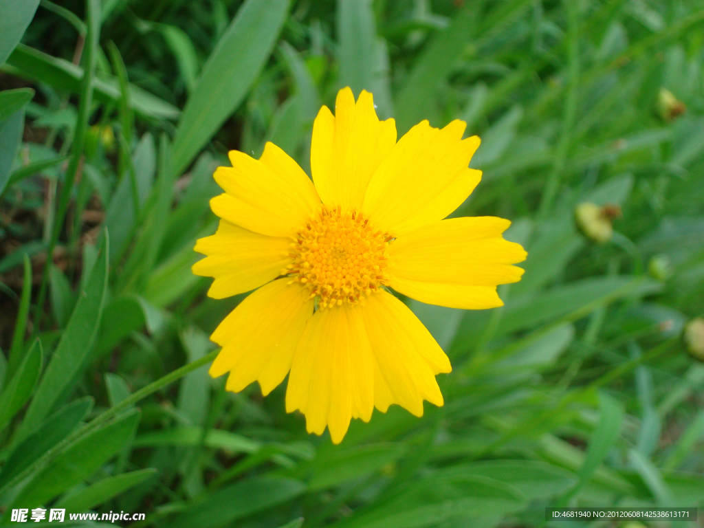 小雏菊