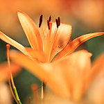 百合花