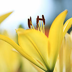 百合花
