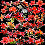 木棉花