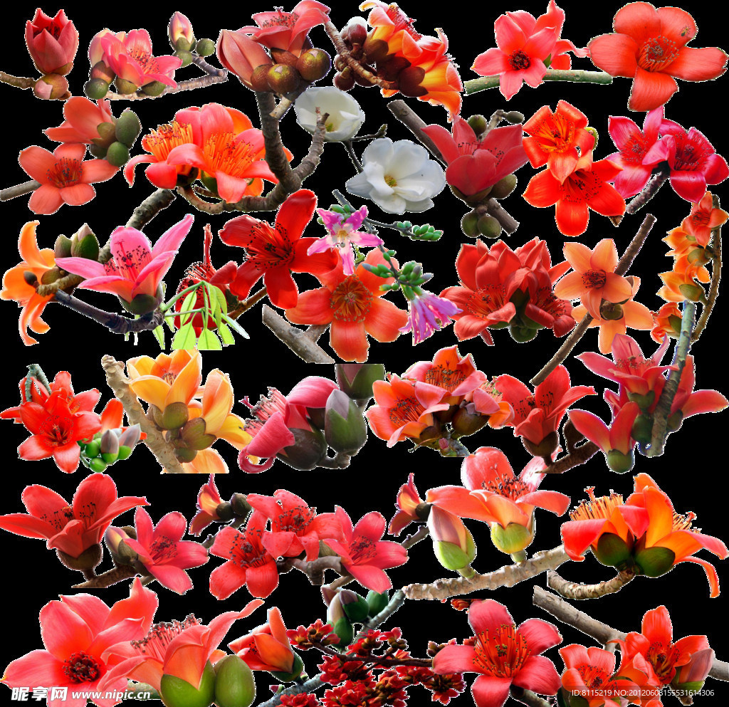 木棉花