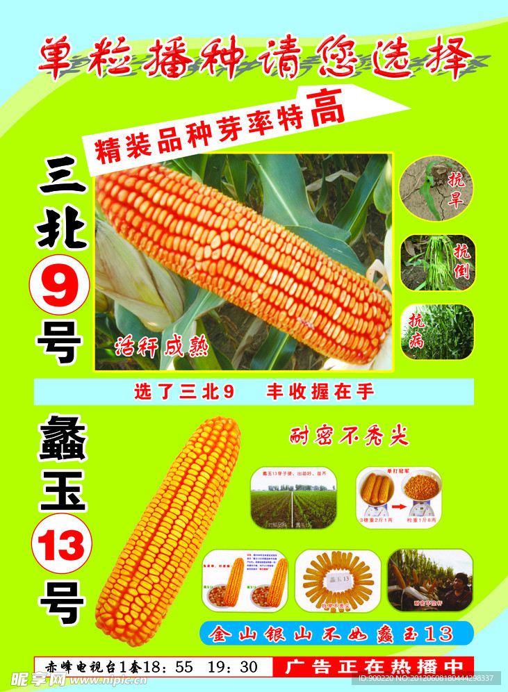 高产玉米