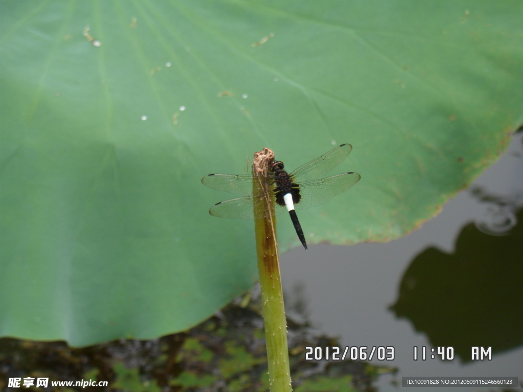 蜻蜓