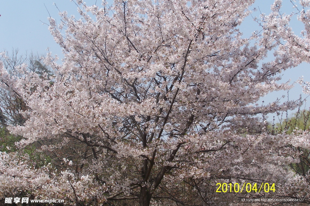 樱花