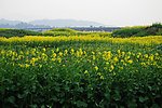 油菜花