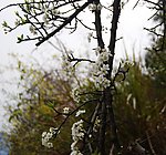 梨花