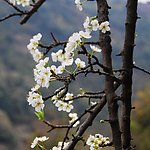 梨花