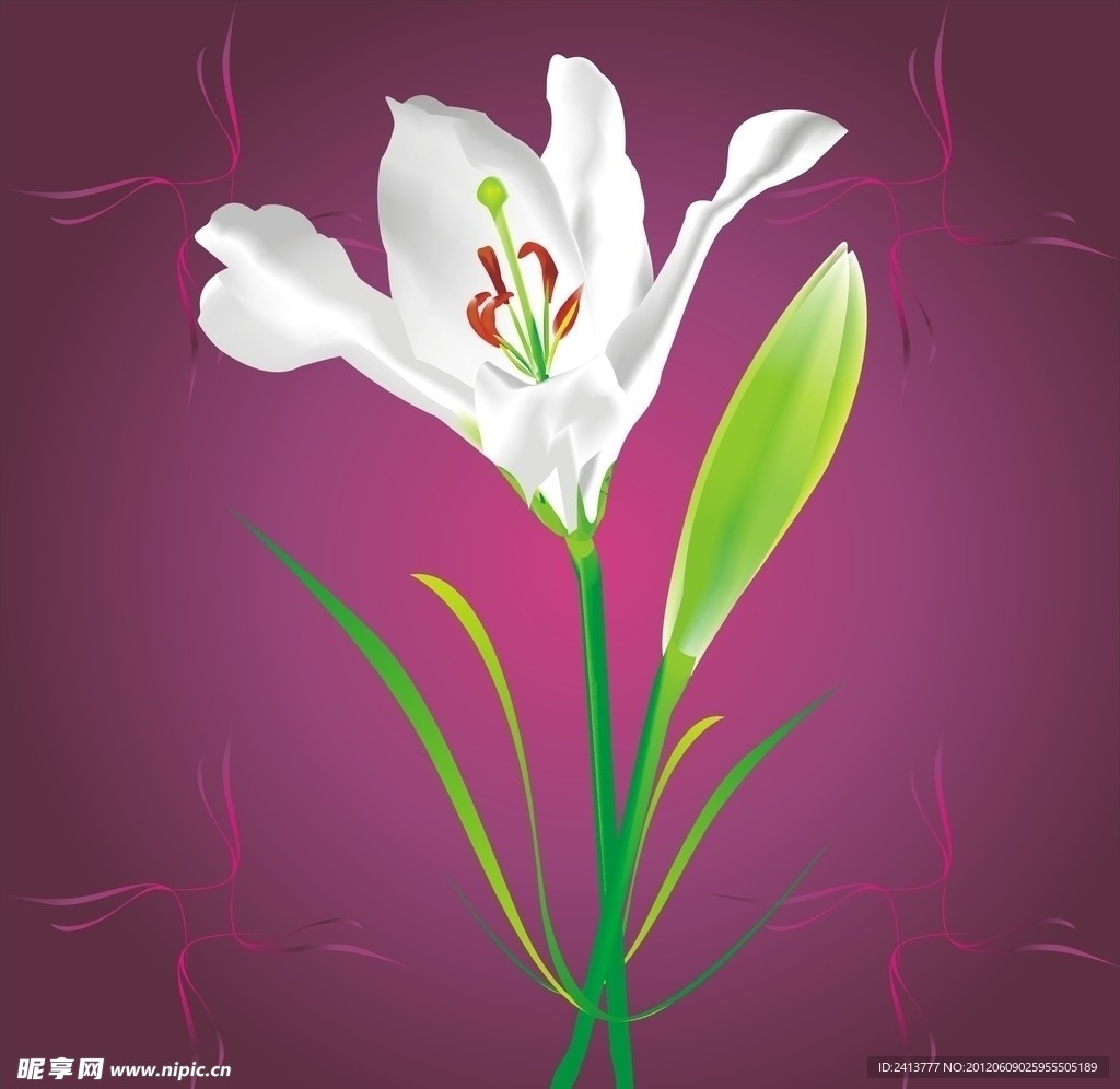 百合花