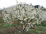芙蓉李树开花