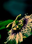 百香果花