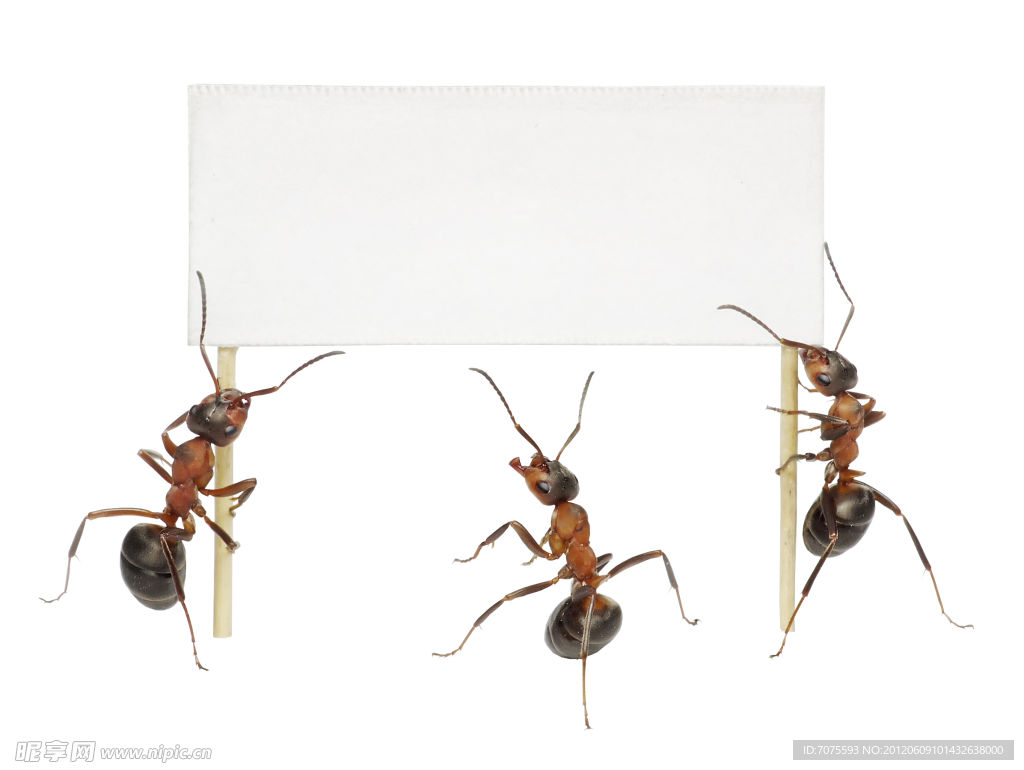 蚂蚁与广告牌
