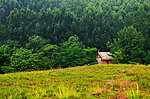 密林的住宅