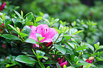茶花