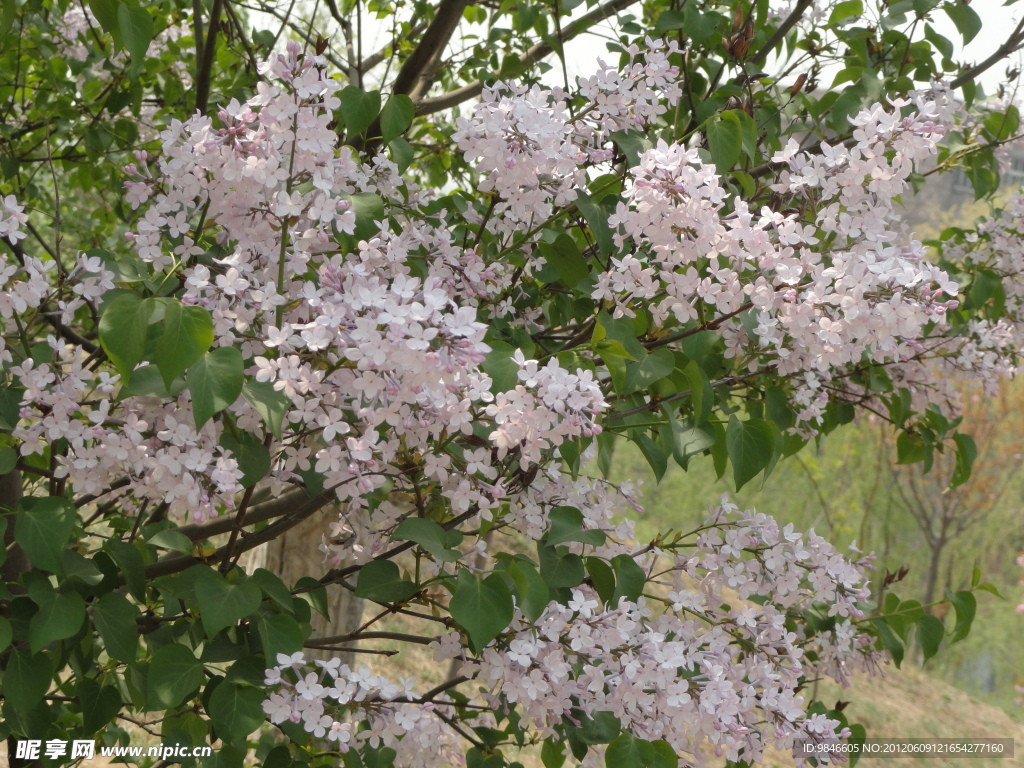 俏丽春花