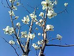 玉兰花