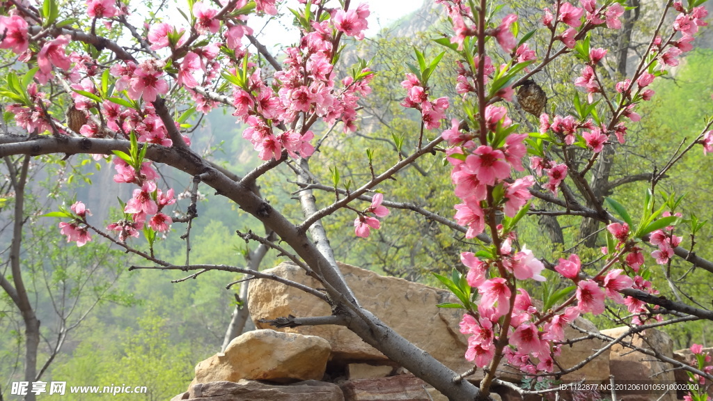 桃花