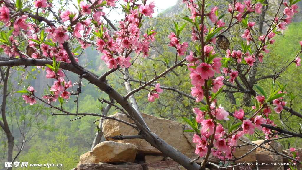 桃花