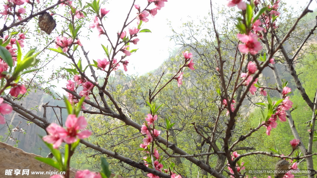 桃花