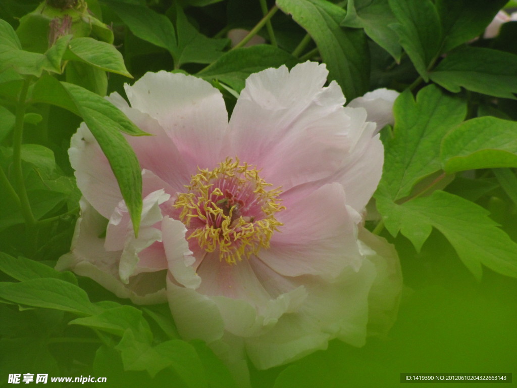 芍花