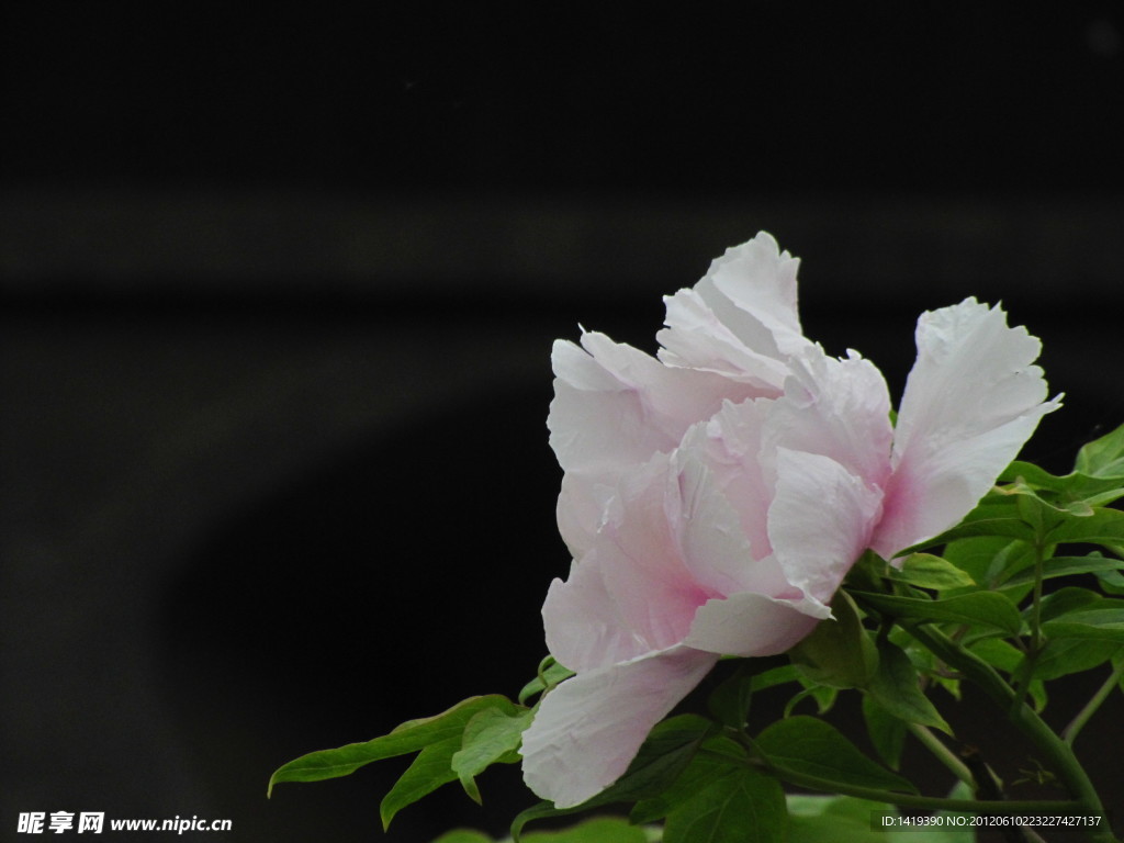 芍花
