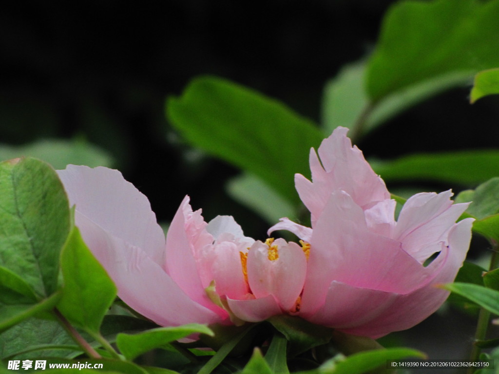 芍花