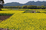 油菜花